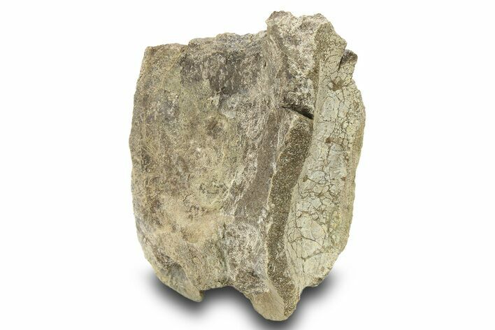 Hadrosaur (Maiasaura) Caudal Vertebra Centrum - Montana #283944